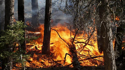 Dichiarazione dello stato di massima pericolosità  per incendi boschivi.